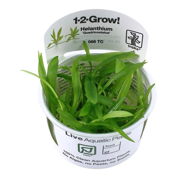 Tropica Helanthium Quadricostatus 1-2-GROW